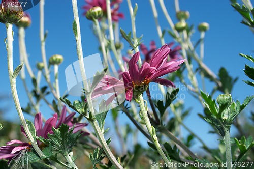 Image of Purple chrysanthemum