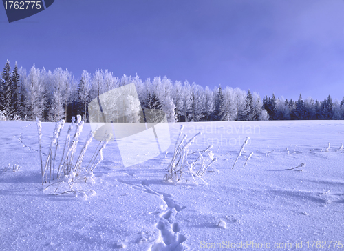 Image of Winter Landscape