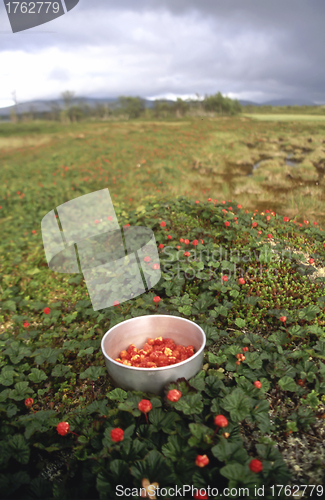 Image of Cloudberry 