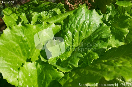 Image of Lettuce leaves