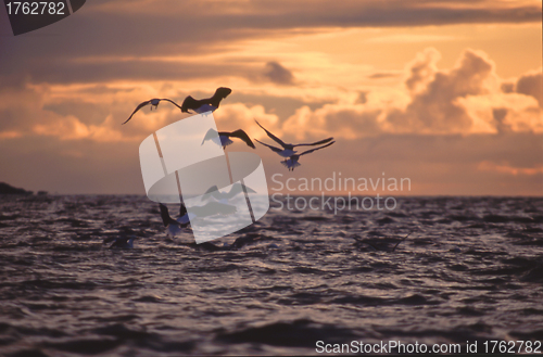 Image of Sunset and Seagulls