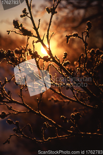 Image of Sunset and Frozen Trees