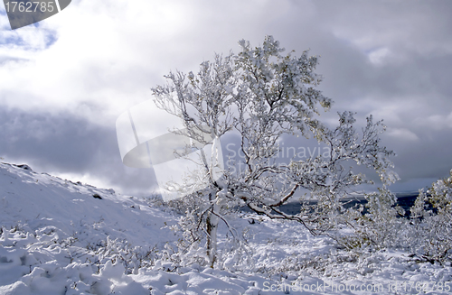Image of Winter landscape