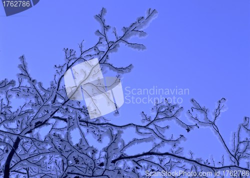 Image of Snowy tree 