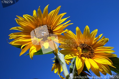 Image of Sunflowers