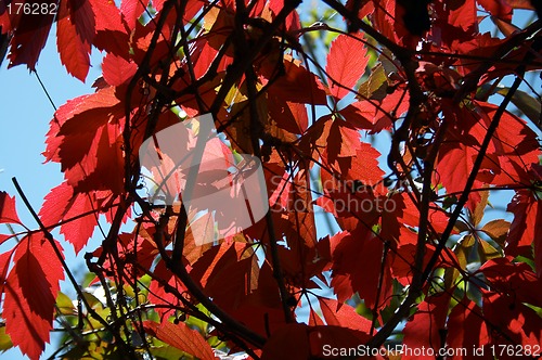 Image of Red leaves