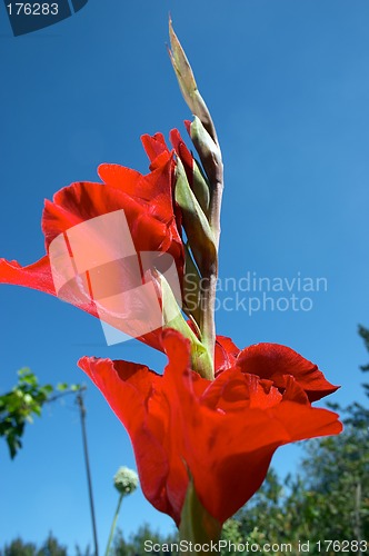 Image of Red gladiolus and blue sky.