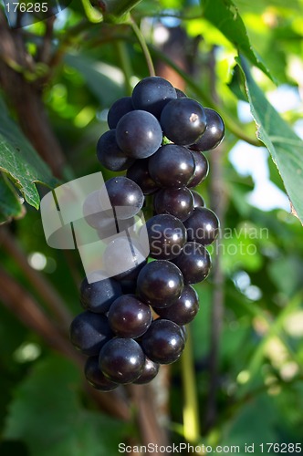 Image of Grape