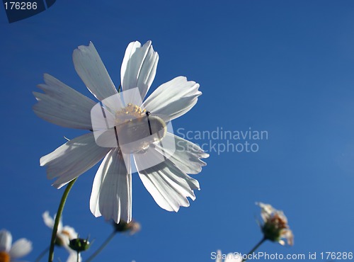 Image of Cosmea flower