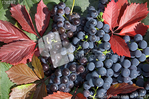 Image of Grape and red leaves