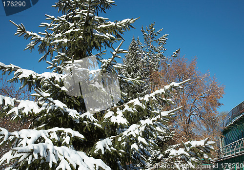 Image of Early snow