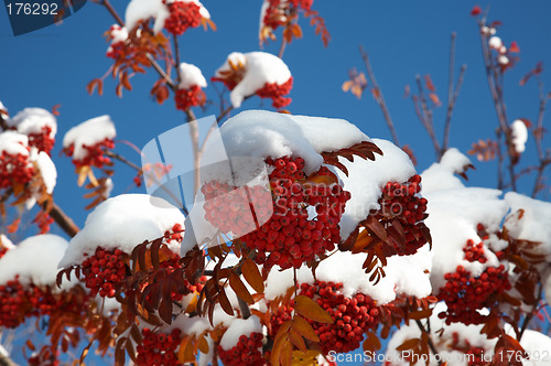 Image of Ashberry under snow