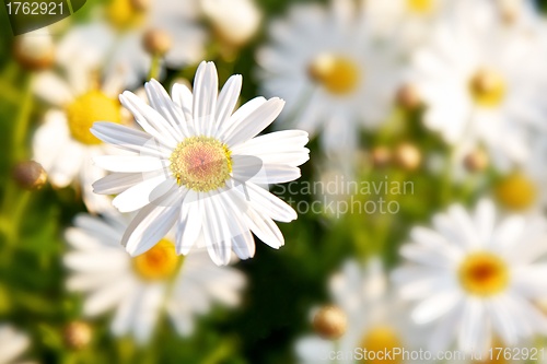 Image of Daisy Flowers