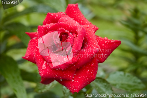 Image of Flowering roses after the rain