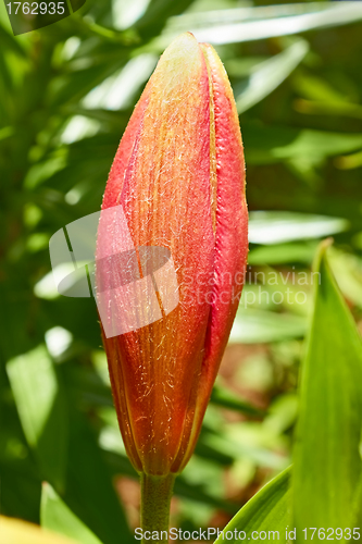 Image of Pink lily bud in flowerbed