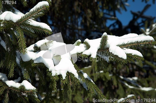 Image of Early snow