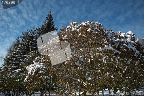 Image of Winter landscape