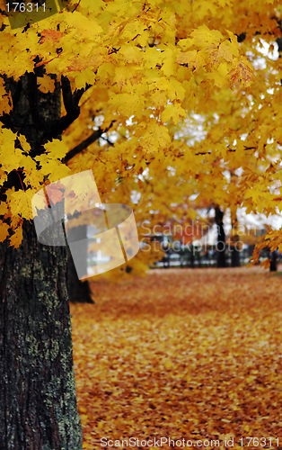 Image of Autumn scene with tree in the foreground