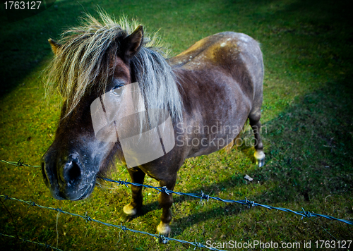 Image of Inquisitve horse in the evening