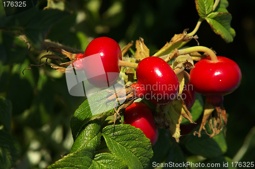 Image of Rosehip