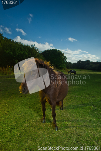 Image of Brown horse in evening light