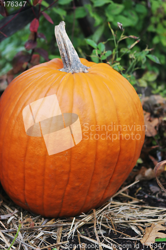 Image of Pumpkin