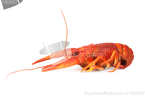 Image of One boiled crawfish