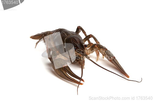 Image of Crawfish on white background