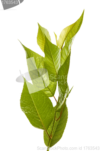 Image of Cherry branch isolated over white