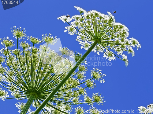 Image of Giant Hogweed, in Latin: heracleum sphondylium