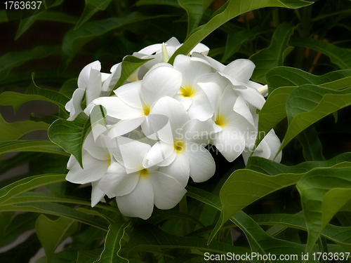 Image of White Plumeria