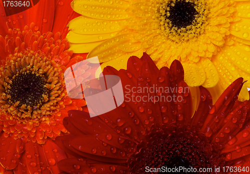 Image of Red, Orange and Yellow gerbera background