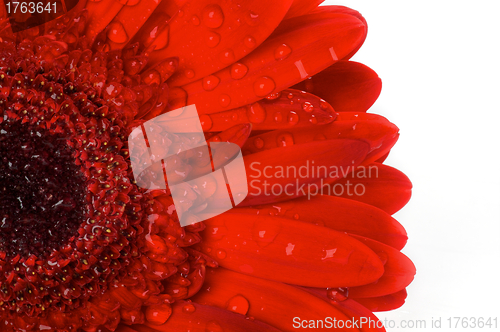 Image of Red gerbera flower closeup