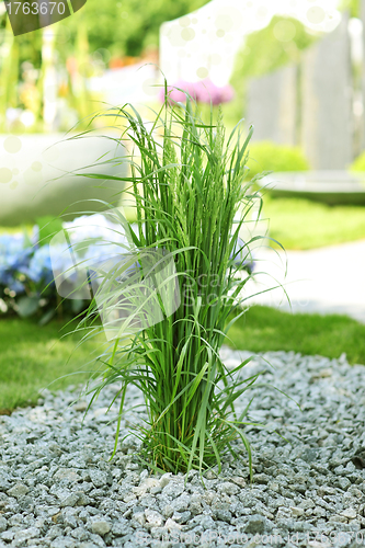 Image of Ornamental grass in garden