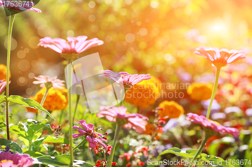 Image of Abstract flowerbed in sunny day