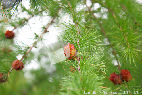 Image of Branches of a pine with cones