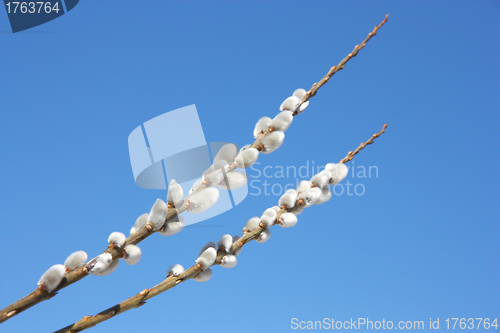 Image of willow branch against the blue sky 