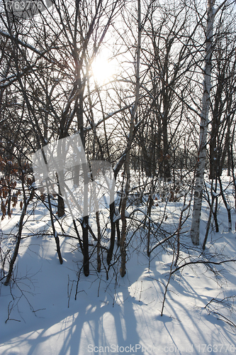 Image of White winter morning in the park