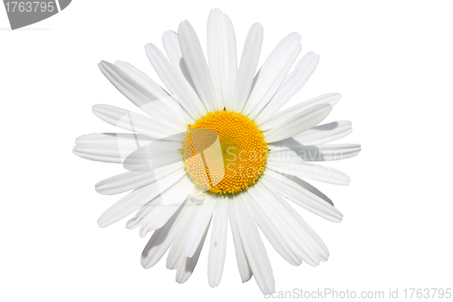 Image of chamomile flower isolated