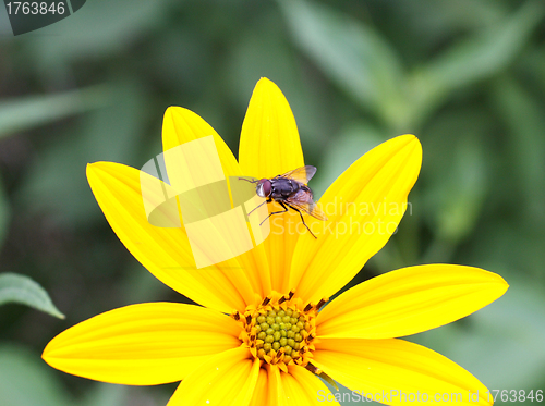 Image of Yellow flower