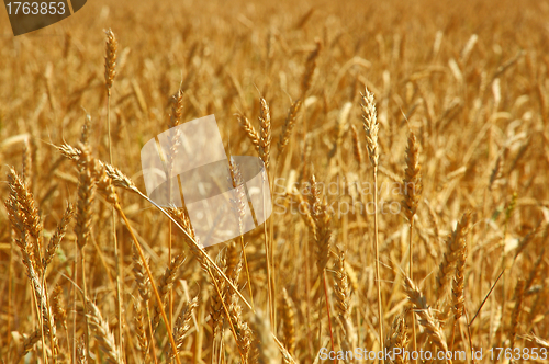 Image of Yellow grain ready for harvest growing in a farm field