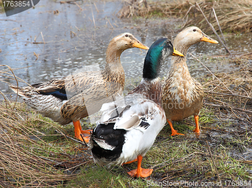 Image of Three beautiful ducks on the lake