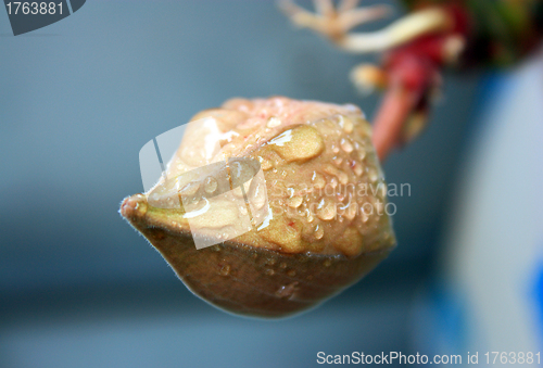 Image of Cactus bud