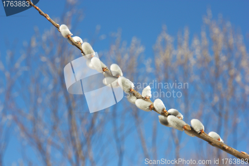 Image of willow branch against the blue sky 
