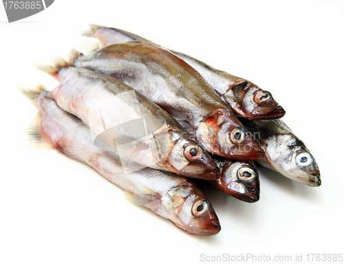 Image of Capelin fish isolated on the white background