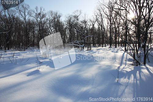 Image of White winter morning in the park