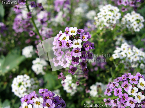 Image of beautiful colors against  in the summer