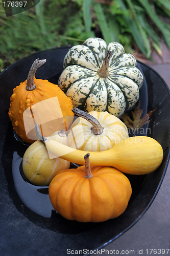 Image of Pumpkins and gourds