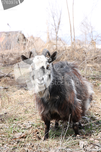 Image of bearded goat 