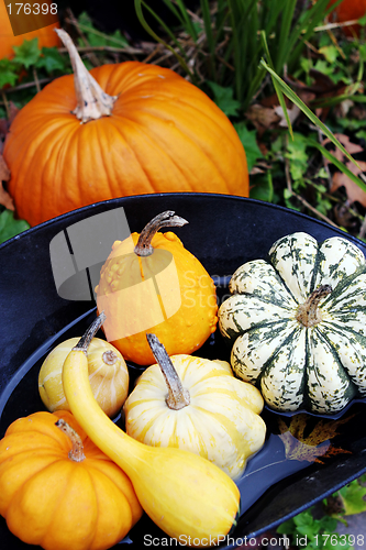 Image of Pumpkins